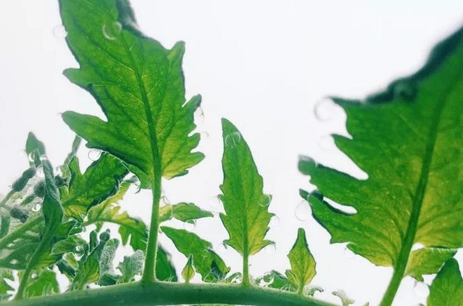 种菜有虫子要什么药,室内阳台种菜招虫子怎么办