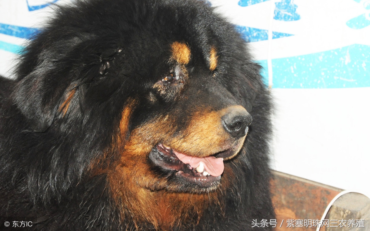 紫珍珠养殖注意事项,藏獒不消化有什么办法