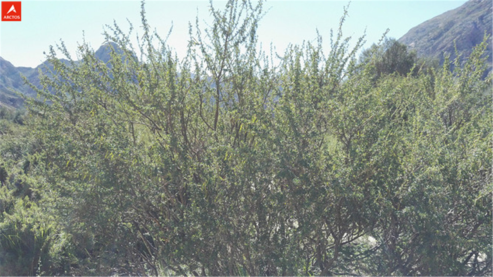 一次偶然，铸就永恒，十年驴龄的他“长存”于此-乌孙驴行记