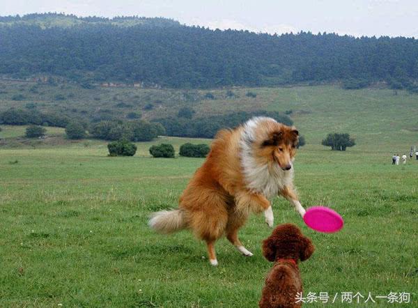 说说苏格兰牧羊犬的缺点,苏格兰牧羊犬的优点和缺点