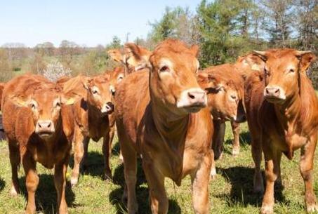 花椒治牛癣方法,治辣椒白粉虱特效药