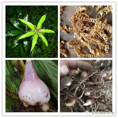 冷背药材批发市场,中国冷背药材