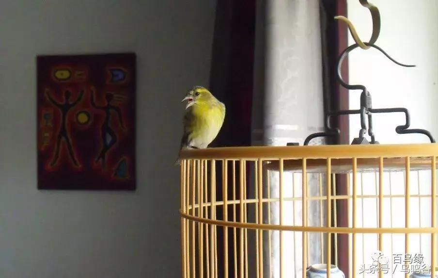 新手养鸟注意事项大全图片,新手养鸟要注意什么