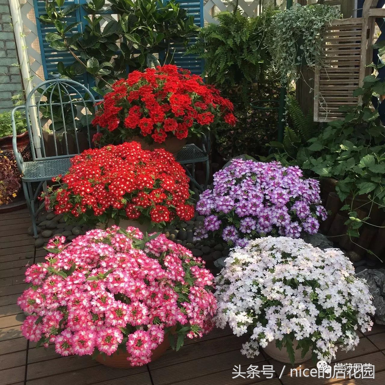 美女樱认不得？只怪它衣服太多