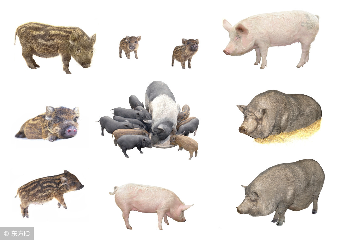 「养猪经验」最靠谱8种方法判断母猪是否发情!