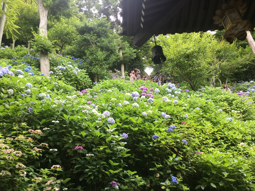 带着日本女友回农村过年,带你走进日本风土人情