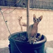 维密天使猫猫走秀,维密超模走秀猫咪