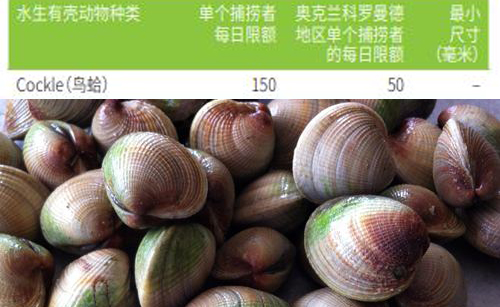 海边贝类种类,各种贝类的名称