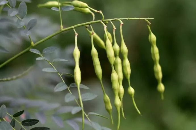 「百草园」那些“悬壶济世”的植物(七十三)苦参