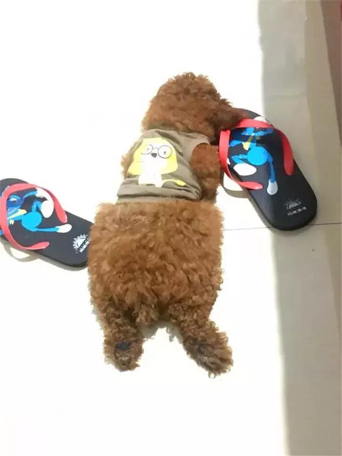 泰迪狗易怒咬人怎么训练,泰迪狗很凶爱咬人越打越凶怎么办