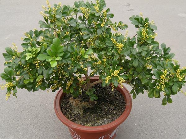 米兰加什么花开得好,米兰刚盆栽缓苗不久就要掉叶片吗