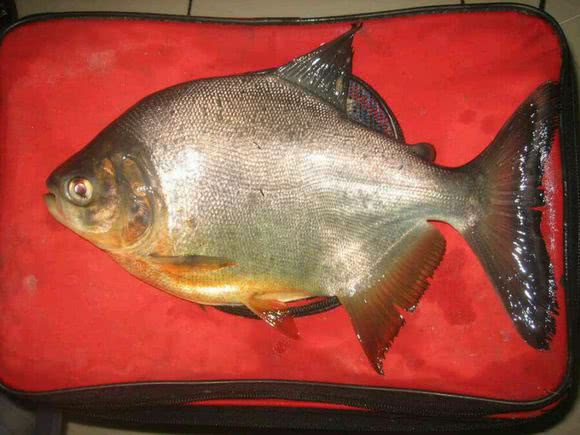 长尾银鲳鱼多少钱一斤,钓鲳鱼怎样溜鱼