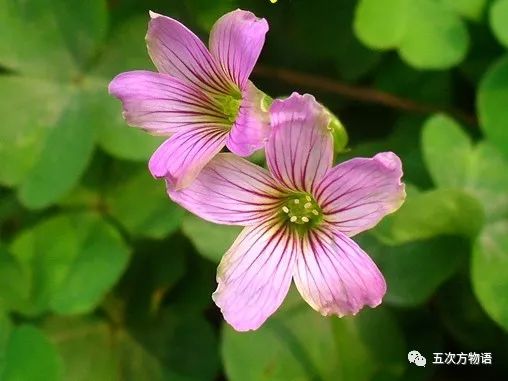 紫色酸浆草有什么功效与作用,农村地里酸浆草有什么功效