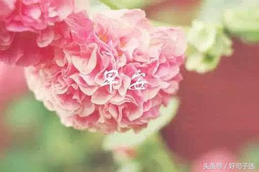 简短早安正能量早安吉祥心语,每日早安祝福语简短的