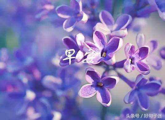 简短早安正能量早安吉祥心语,每日早安祝福语简短的