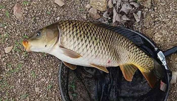 鱼线主线和副线接法,钓鱼鱼线主线和子线一样长吗