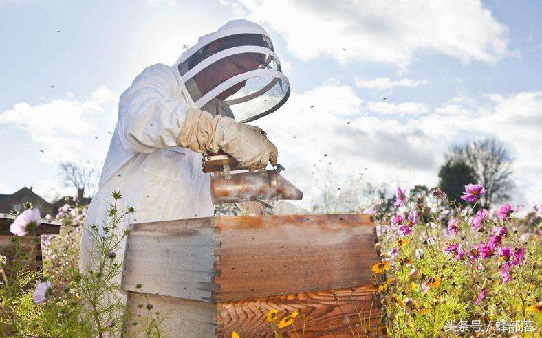 新手养蜂，学习一条理论等于学习十个方法，老蜂农是这样炼成的
