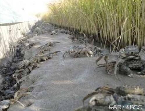 吃螃蟹应该怎么吃,食用螃蟹应注意的事项和营养价值