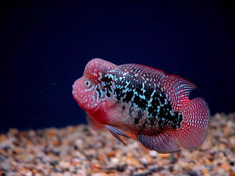 罗汉鱼不爱吃食怎么回事,罗汉鱼怎么养不会生病