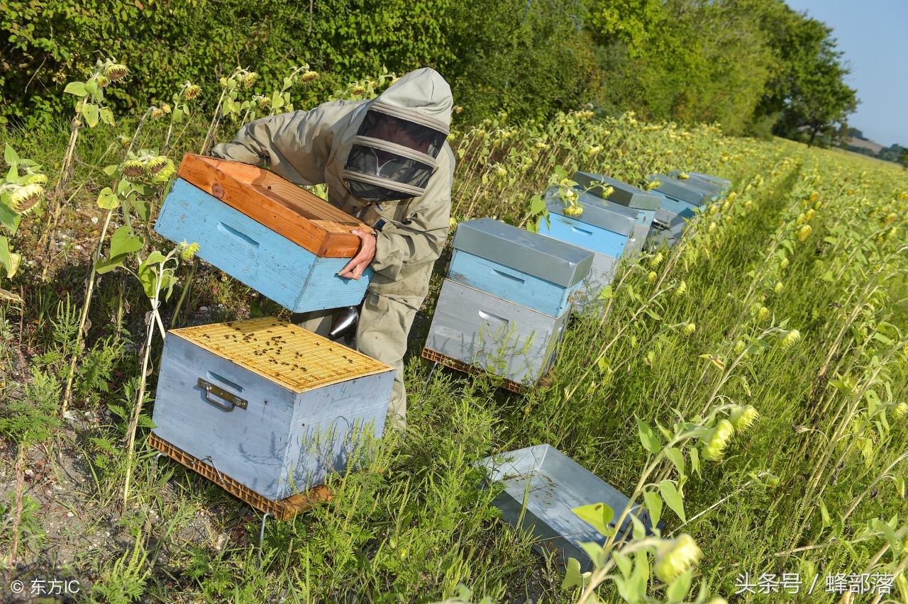 新手养蜂，学习一条理论等于学习十个方法，老蜂农是这样炼成的