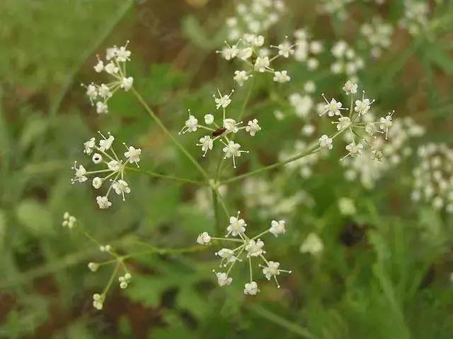 中医祛风的药主要是干嘛的,祛风最好的一味药