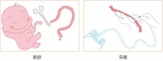 科普关于干细胞你应该知道什么,科普造血干细胞移植过程视频