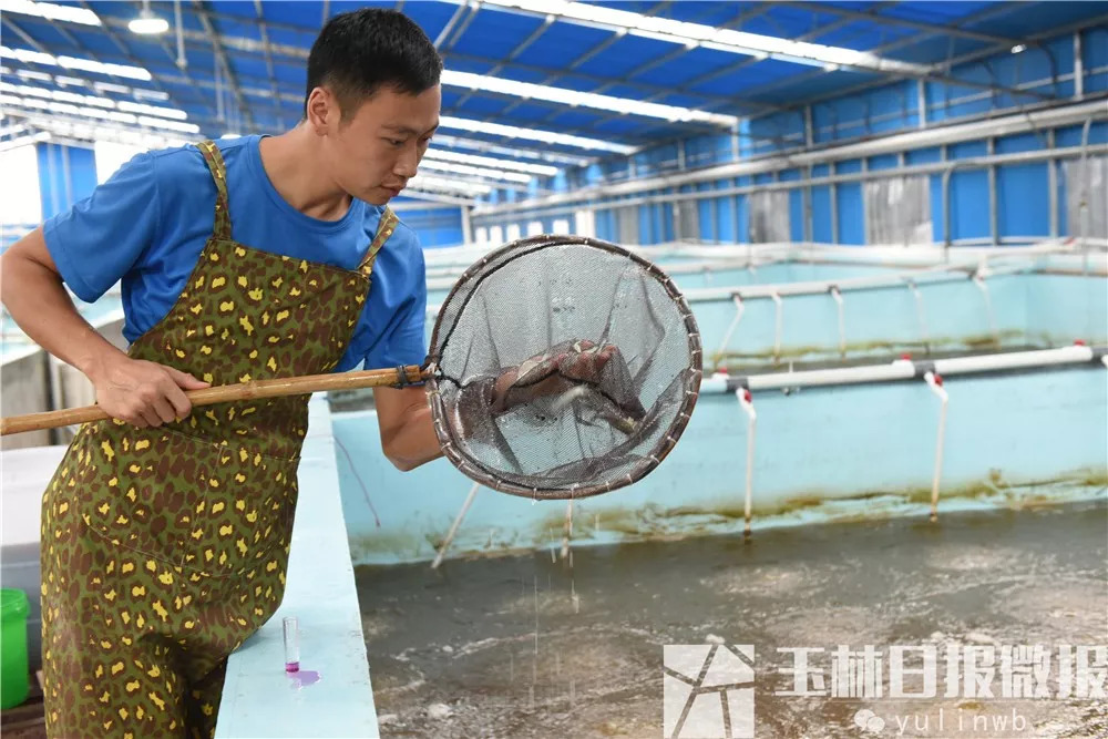 2021农村养殖致富项目,农村致富养虾