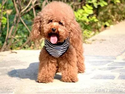 如何治狗狗皮肤病最快最有效,铲屎官要应对的狗狗皮肤病