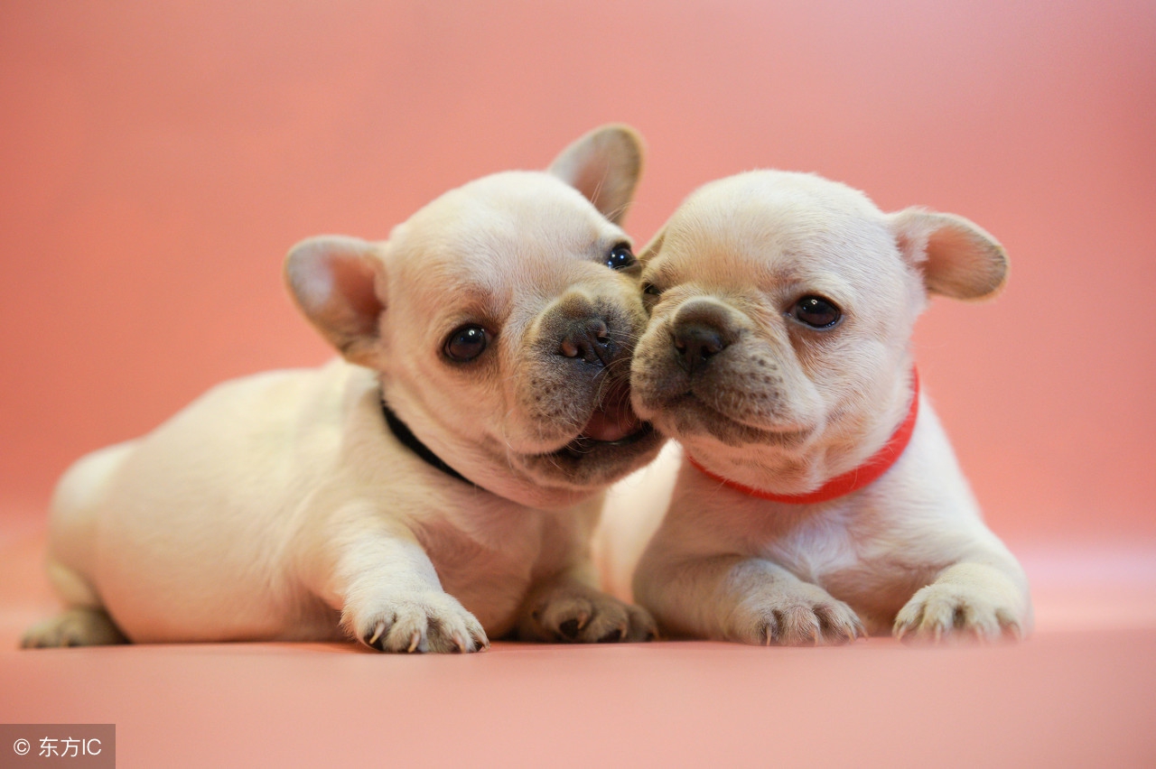 周公解梦梦见狗和小狗仔,周公解梦收养狗和猫