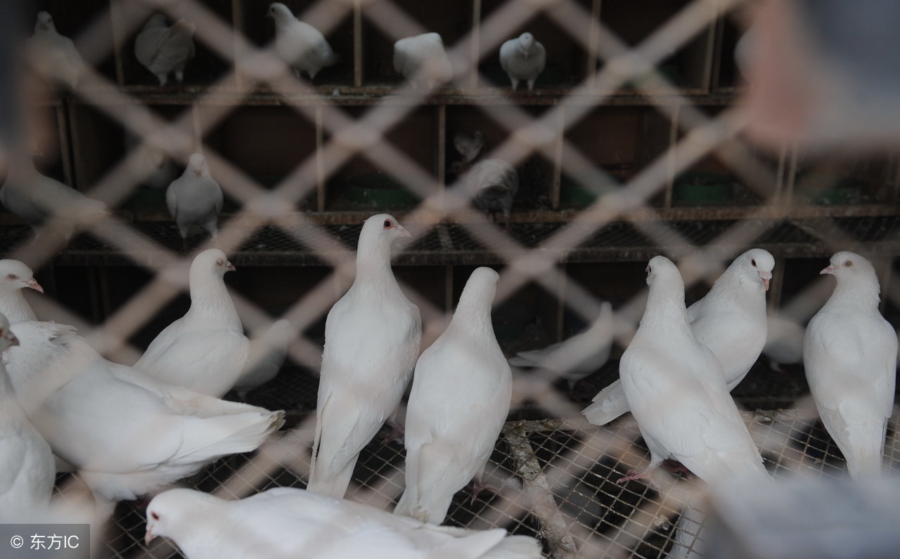 血统鸽配血统鸽能飞不,家鸽和信鸽配对出什么样的鸽子