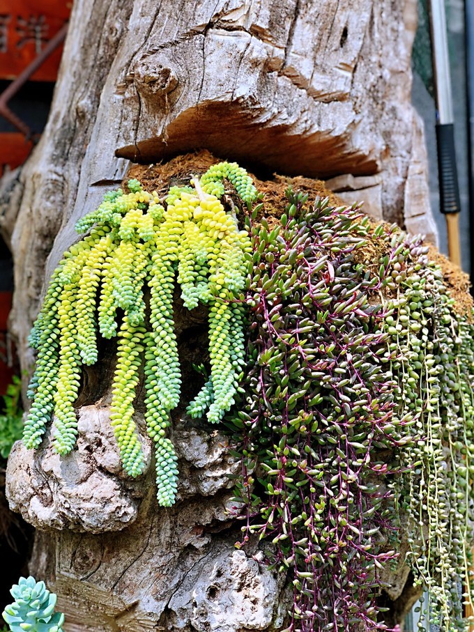 我是云南人搞笑视频,昆明大理腾冲视频