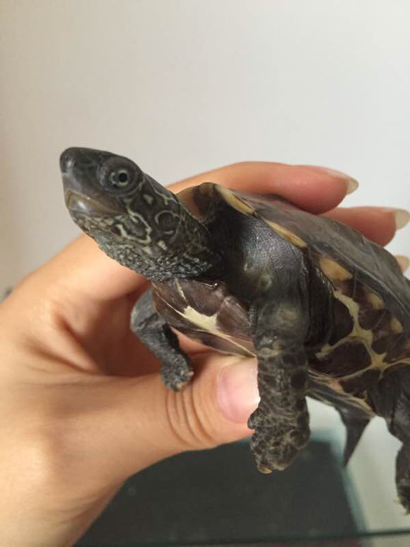 「龟友记录」萌妹子养龟全纪录（第一部）