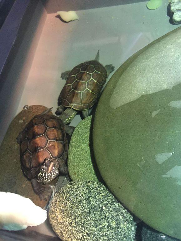 「龟友记录」萌妹子养龟全纪录（第一部）