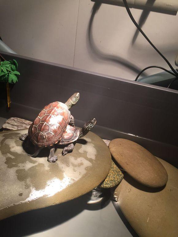 「龟友记录」萌妹子养龟全纪录（第一部）