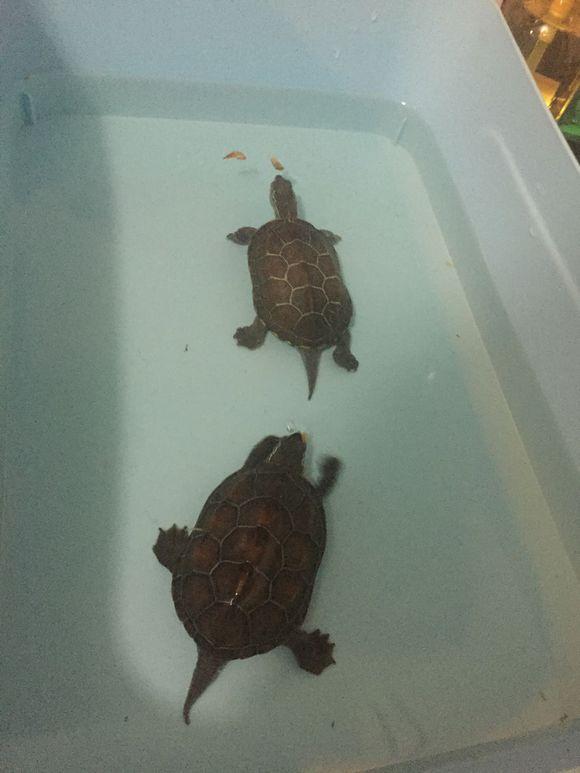 「龟友记录」萌妹子养龟全纪录（第一部）