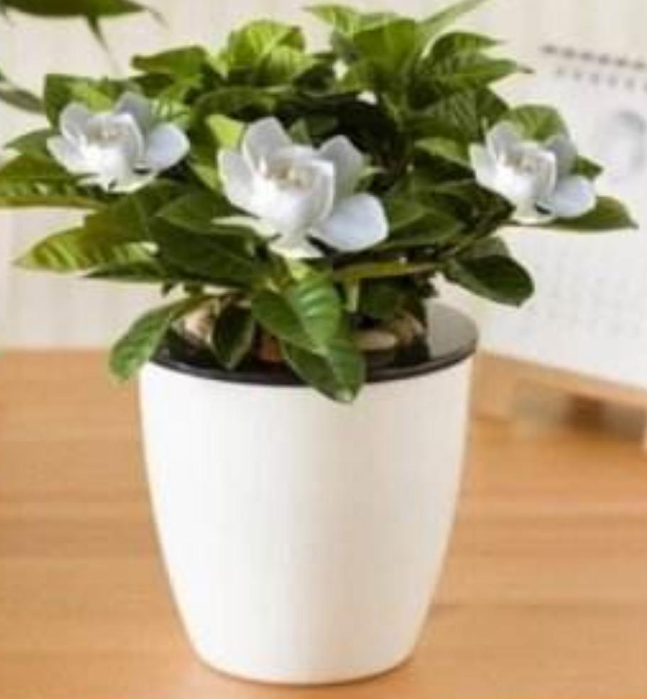 怎样处理栀子花上的甲壳虫,刚扦插的栀子花长蚧壳虫怎么办