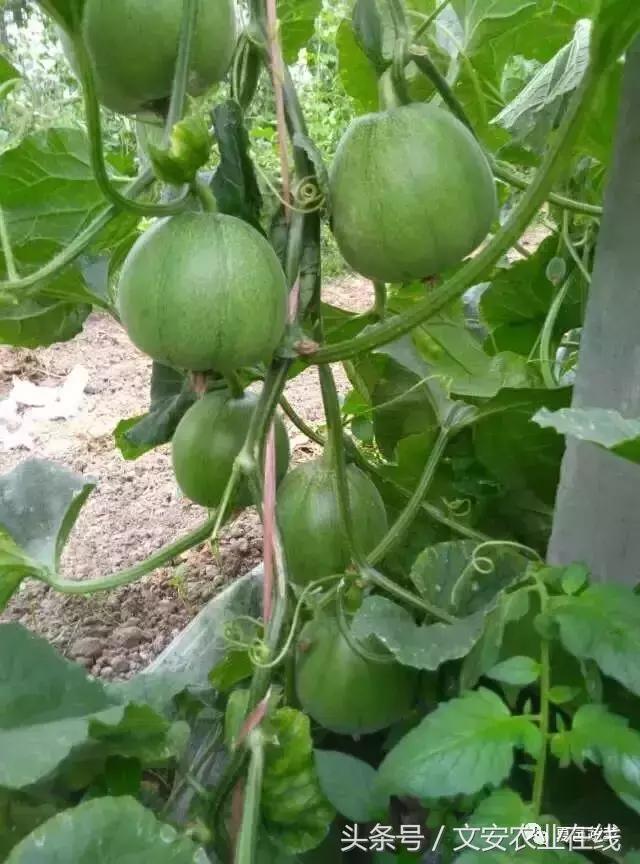 绿宝甜瓜怎么种植高产,绿宝高产甜瓜种子