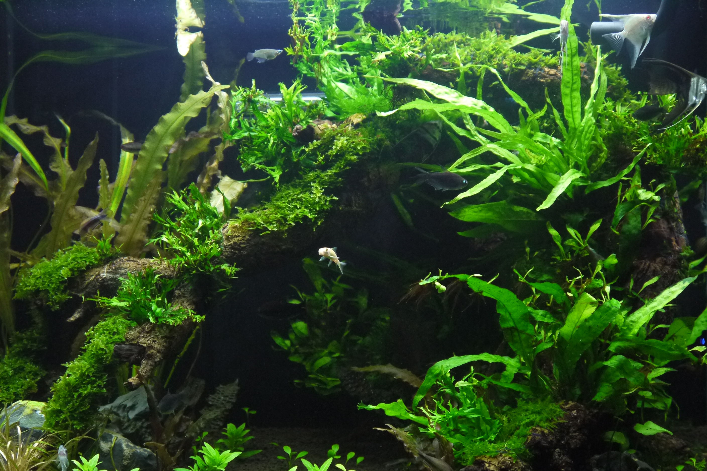 《说文解字》第53课:“茥”这个字,原来指这种适合男人吃的水果