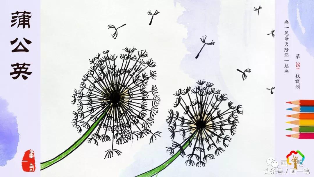 画中草药蒲公英最漂亮,彩铅画蒲公英