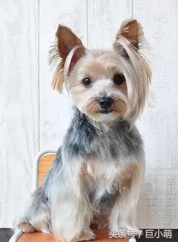 约克夏犬优点和缺点,约克夏犬活泼开朗