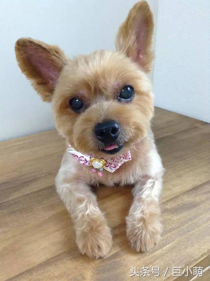 约克夏犬优点和缺点,约克夏犬活泼开朗