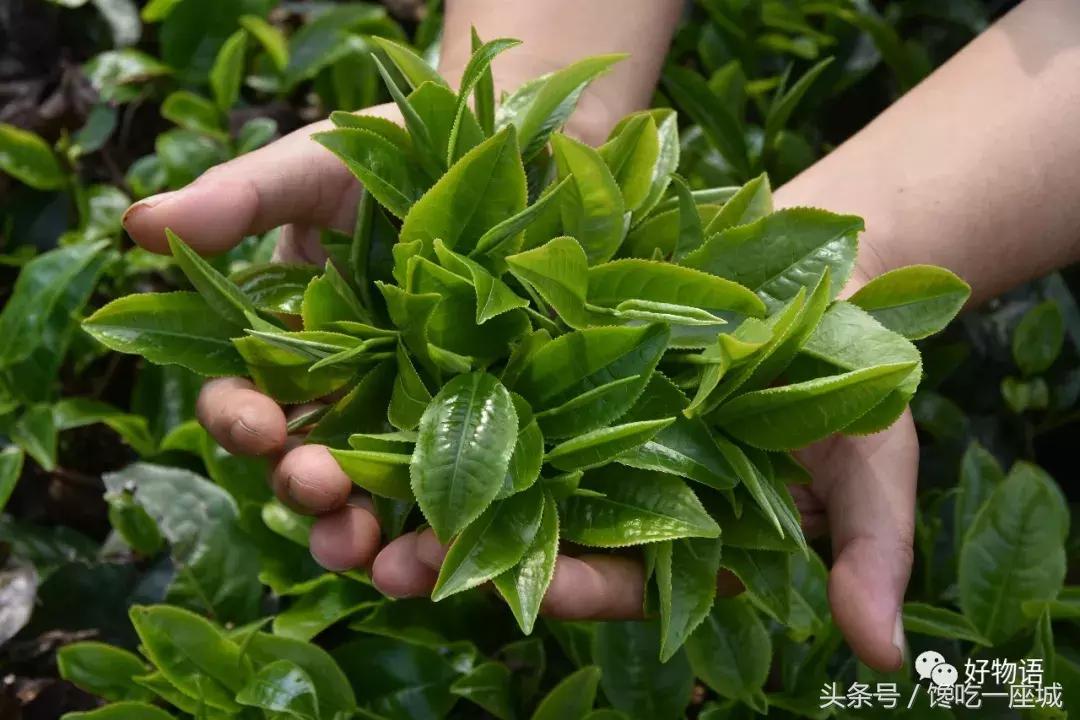 2018年“头采”小青柑，两种风味，用料豪放，一泡一颗，过瘾！