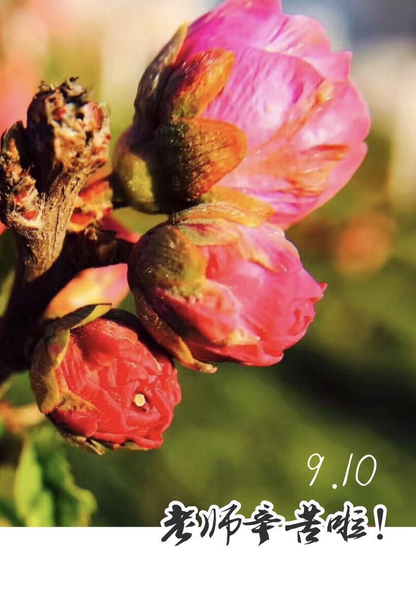 怎样制作节日图片软件,手机怎么做图片加文字表格