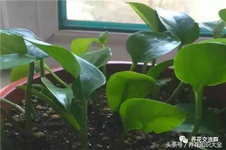 水培绿萝怎么养护长得才茂盛,刚种植的大盆绿萝柱怎么养护