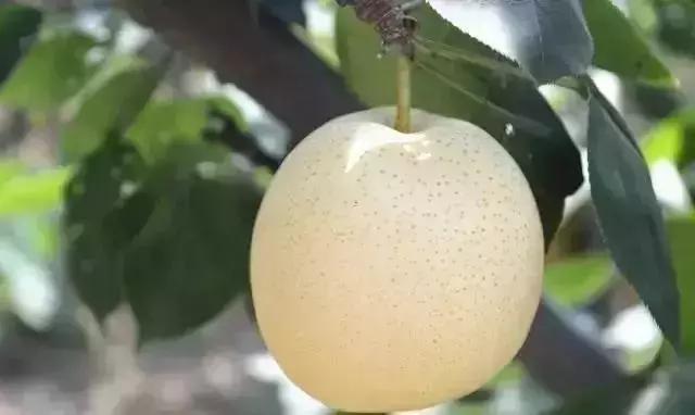 青白江水果西梅,青白江应季水果