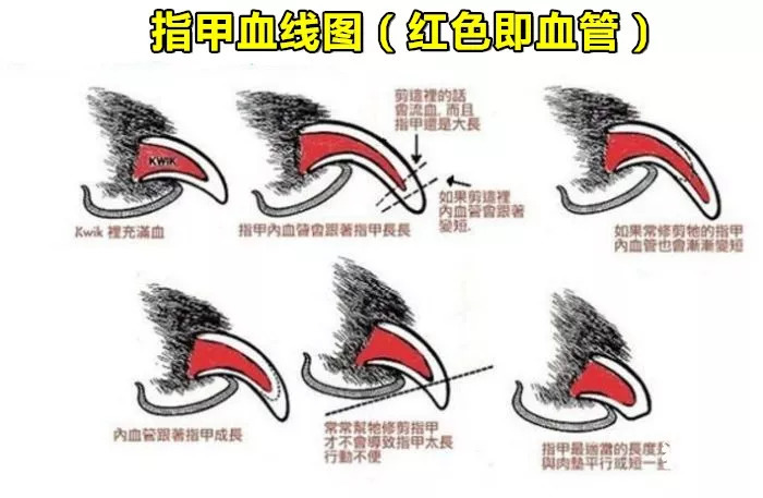 怎么区分狗剪指甲的血线,狗剪指甲一定要断血线吗