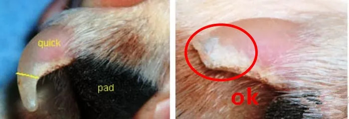 怎么区分狗剪指甲的血线,狗剪指甲一定要断血线吗