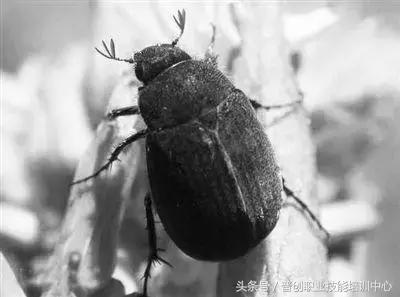 种菜病虫害的防治口诀,种菜小知识大全预防病虫害