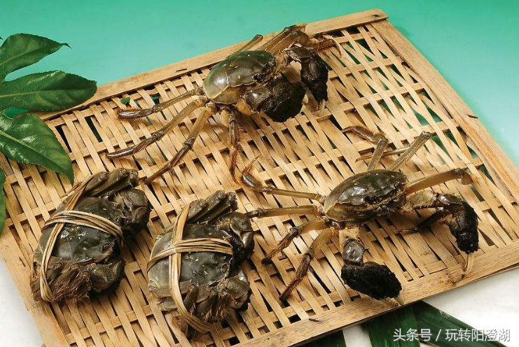 苏州阳澄湖大闸蟹行业协会官网,阳澄湖大闸蟹行业协会怎么样