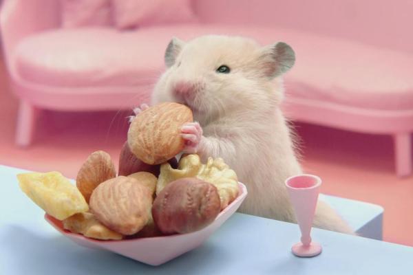 仓鼠能用水洗澡吗夏天,仓鼠浴室里仓鼠是怎么洗澡的